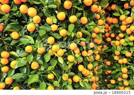 mandarin oranges 18900315