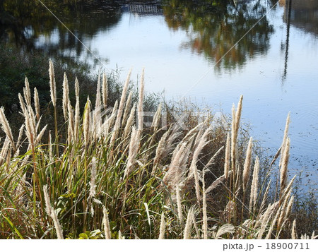 ススキ ススキ 18900711