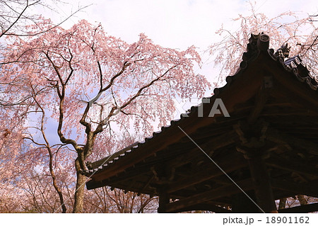 勝持寺の西行桜の写真素材