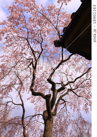 勝持寺の西行桜の写真素材