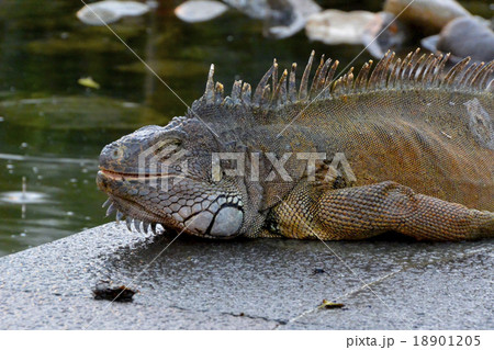 昼寝中のイグアナ(エクアドル・グアヤキルのイグアナ公園) 昼寝中のイグアナ(エクアドル・グアヤキルのイグアナ公園) 18901205