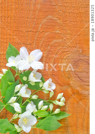 jasmin on wooden background jasmin on wooden background 18901325