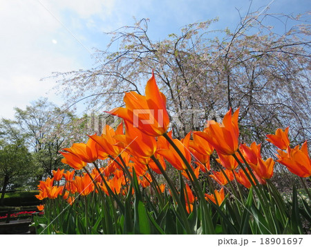 チューリップ 18901697