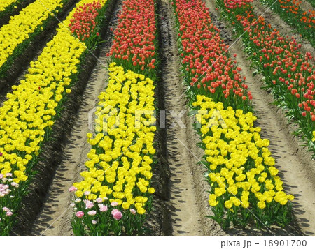 チューリップ 18901700