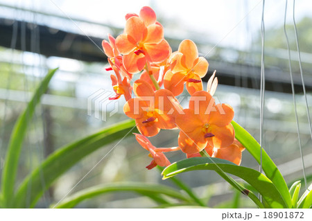 Yellow Orchid Flower  18901872