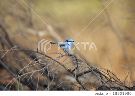 ムラサキオーストラリアムシクイ 18901980