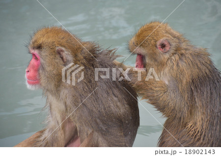 函館熱帯植物園のサル 函館熱帯植物園のサル 18902143