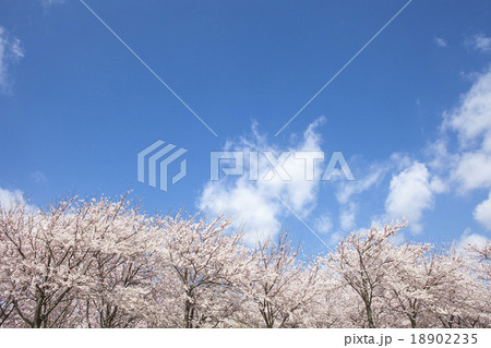 桜 18902235