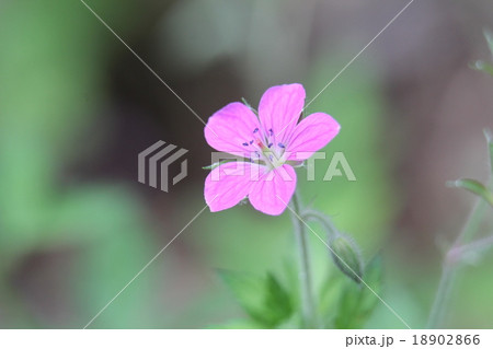 ベニバナ　ゲンノショウコ 18902866