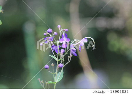 カリガネソウ 18902885