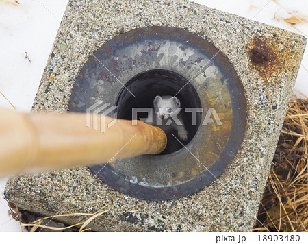 穴に落ちたオコジョ 18903480