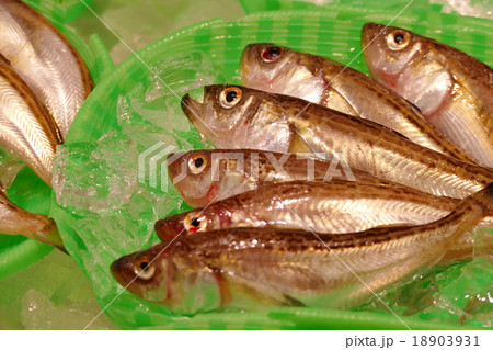 ハタハタ ハタハタ 18903931