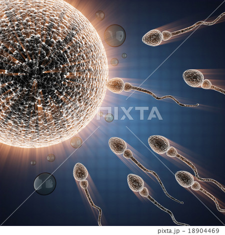 sperm and egg cell. microscopic image 18904469