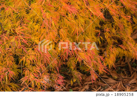 河口湖の紅葉 河口湖の紅葉 18905258