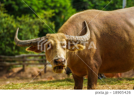 Buffalo Buffalo 18905426