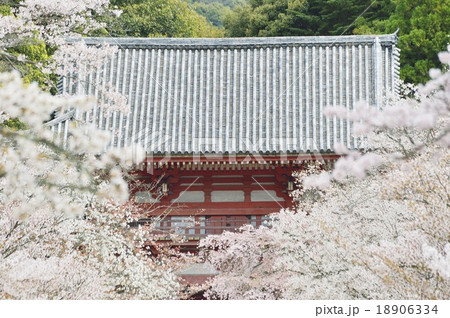 醍醐寺 満開の桜 醍醐寺 満開の桜 18906334