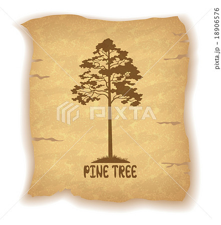 Pine Tree on Old Paper 18906576
