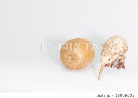 キウイフルーツとキウイ 18906605