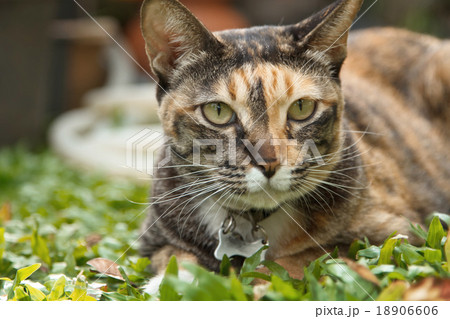 Brown and orange tabby cat 18906606
