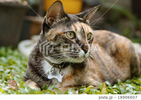 Brown and orange tabby cat 18906607