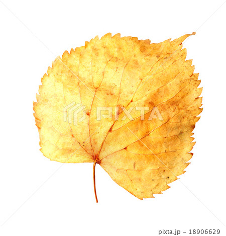 leaf isolated on white leaf isolated on white 18906629