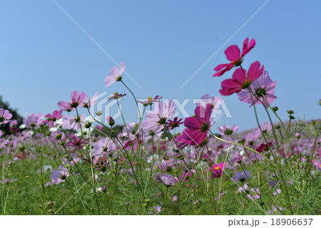 コスモス 18906637
