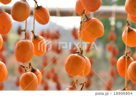 吊るし柿 18906804