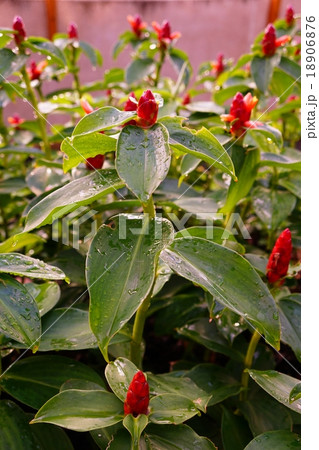 コスツス・スペキオスス(Costus Speciosus) コスツス・スペキオスス(Costus Speciosus) 18906876