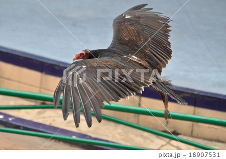 ハゲタカ 18907531