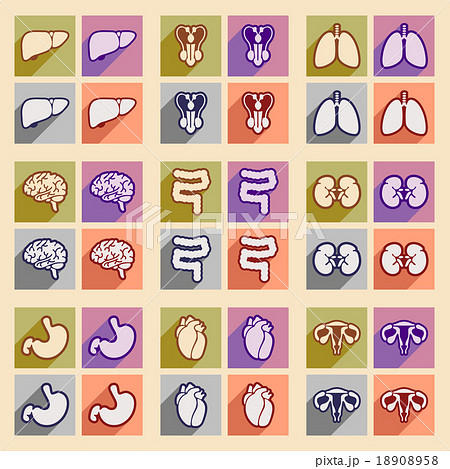 Icons of assembly internal organs in flat style 18908958