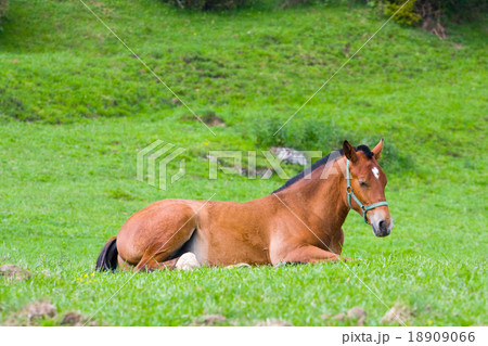 portrait of a yoyng horse on a summer pasture portrait of a yoyng horse on a summer pasture 18909066