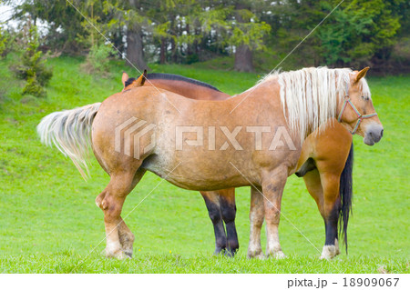 horses on pasture horses on pasture 18909067