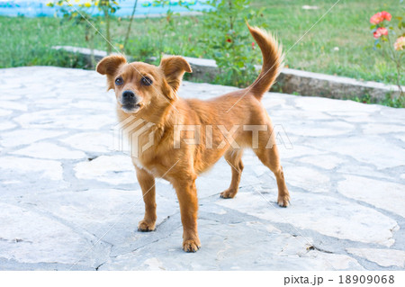 small dog 18909068