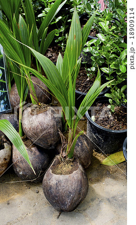Small coconut tree ready to plant 18909114