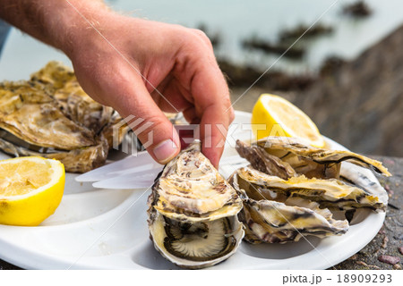 Male hand holding oysters 18909293