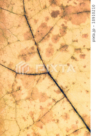 Colorful background of autumn leaf, vintage look 18910210
