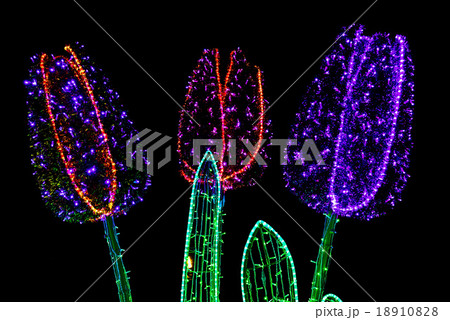 Illuminated Flowers 18910828