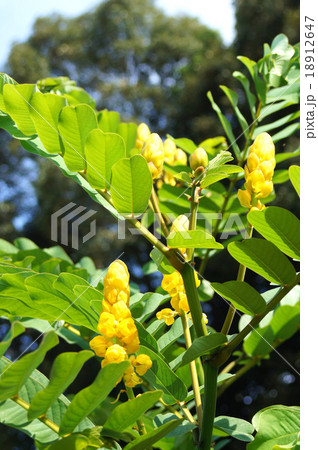 もうすぐ開花・ハネセンナの蕾 18912647