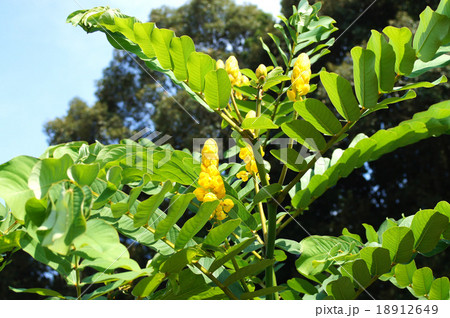 もうすぐ開花・ハネセンナの蕾 もうすぐ開花・ハネセンナの蕾 18912649