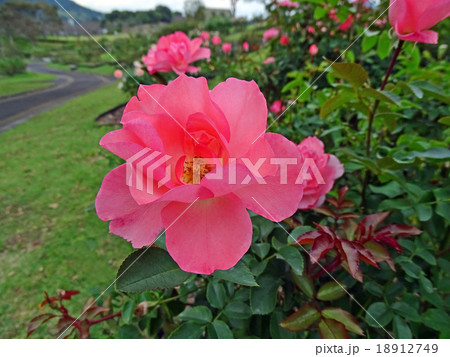 ジャルダン・ドゥ・フランス（バラ） 18912749