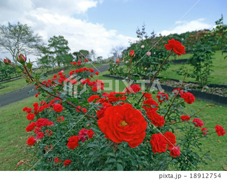 ツベルゲンフェー'09(バラ） 18912754