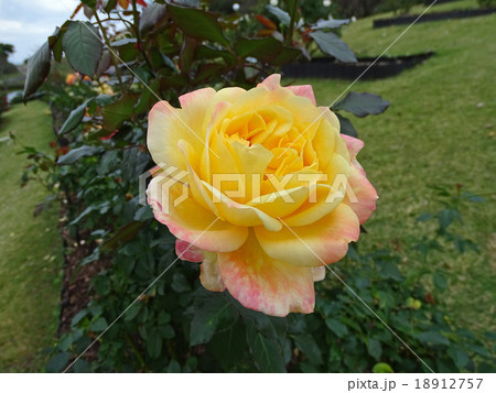 万葉（バラ） 18912757