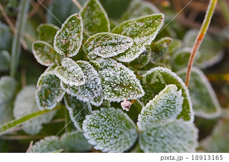 Frozen leaves with frost Frozen leaves with frost 18913165