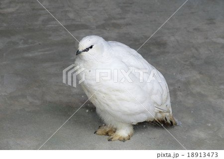 スバールバルライチョウ スバールバルライチョウ 18913473