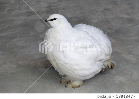 スバールバルライチョウ スバールバルライチョウ 18913477