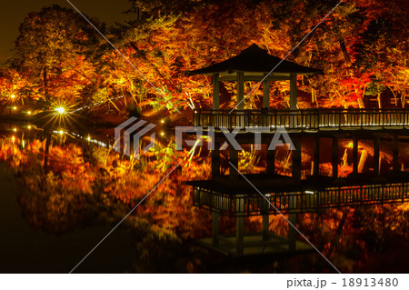 岡崎市東公園の紅葉ライトアップの写真素材