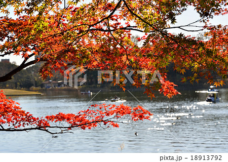 紅葉進む木々と水面に光る太陽の光 紅葉進む木々と水面に光る太陽の光 18913792