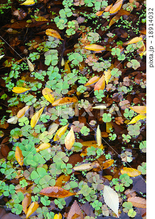 ウォータークローバーの群生 季節 秋 和名 田字草 デンジソウの写真素材