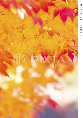 紅葉（淡い表現） 18914230