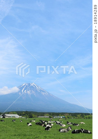 初夏の牧場からの富士山 18914289